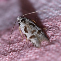 Oxythecta hieroglyphica