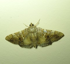 Glyphodes cosmarcha
