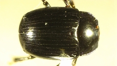Sphaerites politus