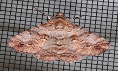 Gastrinodes bitaeniaria