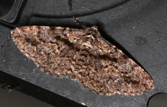 Boarmia suasaria