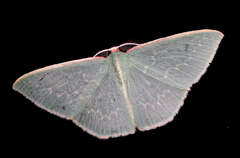 Chlorocoma melocrossa