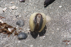 Anomalocardia flexuosa