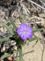 Phacelia linearis