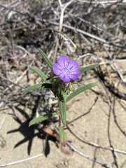 Phacelia linearis