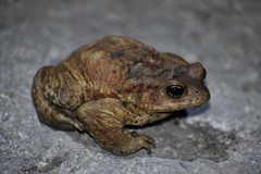 Bufo verrucosissimus
