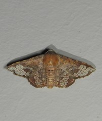 Canaea hyalospila