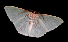 Chlorocoma melocrossa