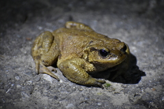 Bufo verrucosissimus