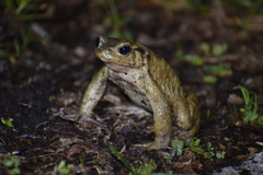 Bufo verrucosissimus