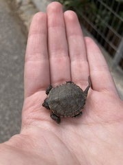 Emys orbicularis hellenica