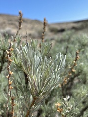Artemisia rigida