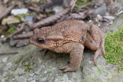 Bufo verrucosissimus