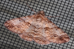 Gastrinodes bitaeniaria