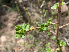 Ribes pinetorum