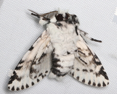 Kamalia australis