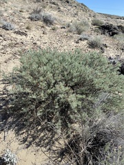 Artemisia rigida
