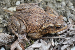 Bufo verrucosissimus