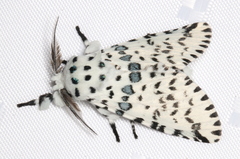 Kamalia australis