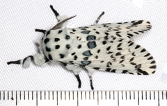 Kamalia australis