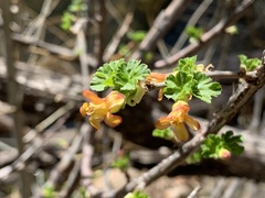 Ribes pinetorum