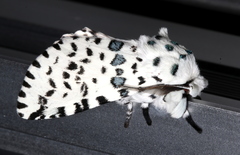 Kamalia australis