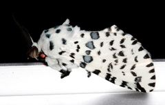 Kamalia australis