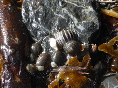 Gnorimosphaeroma oregonense