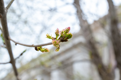 Fraxinus chinensis