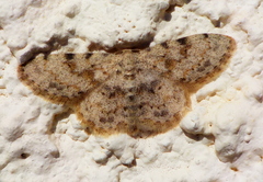 Scopula luridata