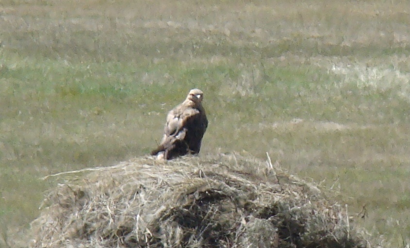 Long-legged Buzzard