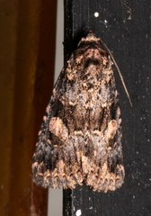 Condica macrosema