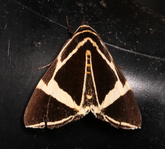 Fodina ostorius
