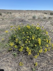 Cymopterus terebinthinus