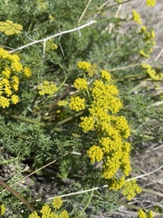 Cymopterus terebinthinus