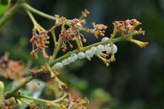 Tessaratoma papillosa