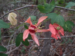 Passiflora aurantia aurantia