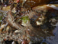 Hapalogaster mertensii