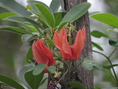 Passiflora aurantia aurantia