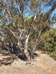 Eucalyptus dolichorhyncha