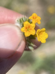 Amsinckia lycopsoides