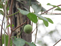 Passiflora aurantia aurantia