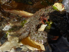 Hapalogaster mertensii