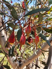 Eucalyptus dolichorhyncha