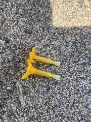 Amsinckia lycopsoides