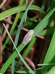 Linnavuoriella arcuata