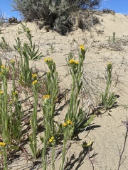 Amsinckia lycopsoides