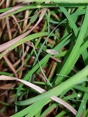 Linnavuoriella arcuata