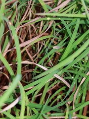 Linnavuoriella arcuata
