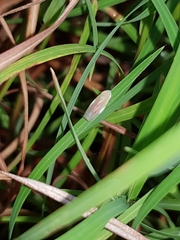 Linnavuoriella arcuata